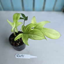 Load image into Gallery viewer, #R491 Philodendron Florida Ghost