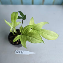 Load image into Gallery viewer, #R491 Philodendron Florida Ghost