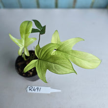 Load image into Gallery viewer, #R491 Philodendron Florida Ghost
