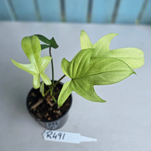 Load image into Gallery viewer, #R491 Philodendron Florida Ghost