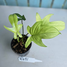 Load image into Gallery viewer, #R491 Philodendron Florida Ghost