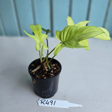 Load image into Gallery viewer, #R491 Philodendron Florida Ghost