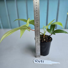 Load image into Gallery viewer, #R491 Philodendron Florida Ghost