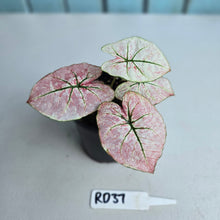 Load image into Gallery viewer, #RD37 Caladium Scarlet Mary