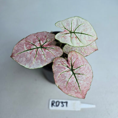 #RD37 Caladium Scarlet Mary