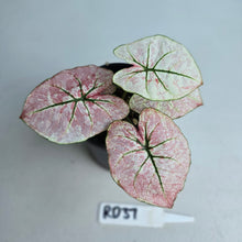Load image into Gallery viewer, #RD37 Caladium Scarlet Mary