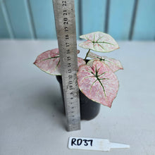 Load image into Gallery viewer, #RD37 Caladium Scarlet Mary