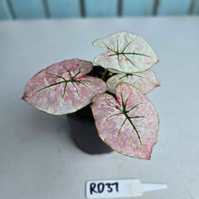 Load image into Gallery viewer, #RD37 Caladium Scarlet Mary