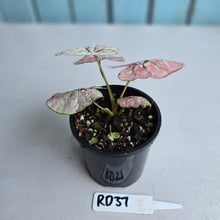 Load image into Gallery viewer, #RD37 Caladium Scarlet Mary