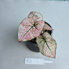 Load image into Gallery viewer, #R1 Caladium Scarlet Mary
