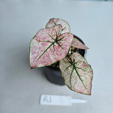 Load image into Gallery viewer, #R1 Caladium Scarlet Mary