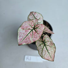 Load image into Gallery viewer, #R1 Caladium Scarlet Mary