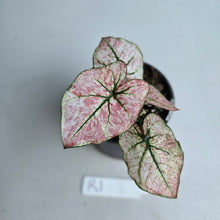 Load image into Gallery viewer, #R1 Caladium Scarlet Mary