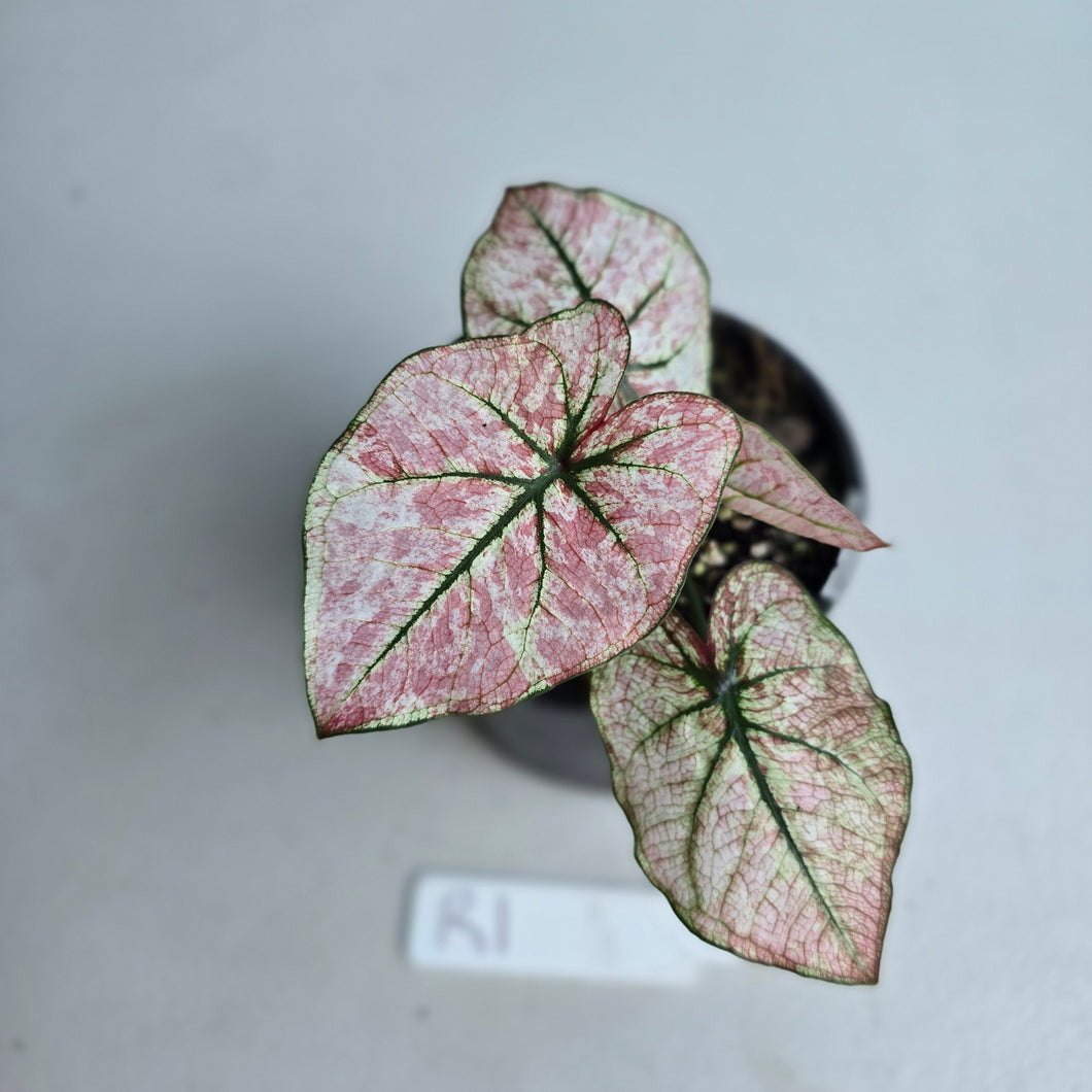 #R1 Caladium Scarlet Mary