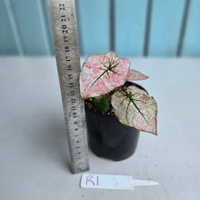 Load image into Gallery viewer, #R1 Caladium Scarlet Mary