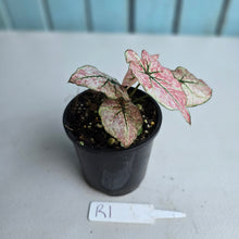 Load image into Gallery viewer, #R1 Caladium Scarlet Mary