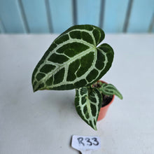 Load image into Gallery viewer, #R33 Anthurium Crystallinum x