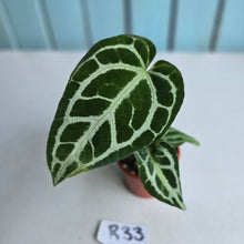 Load image into Gallery viewer, #R33 Anthurium Crystallinum x