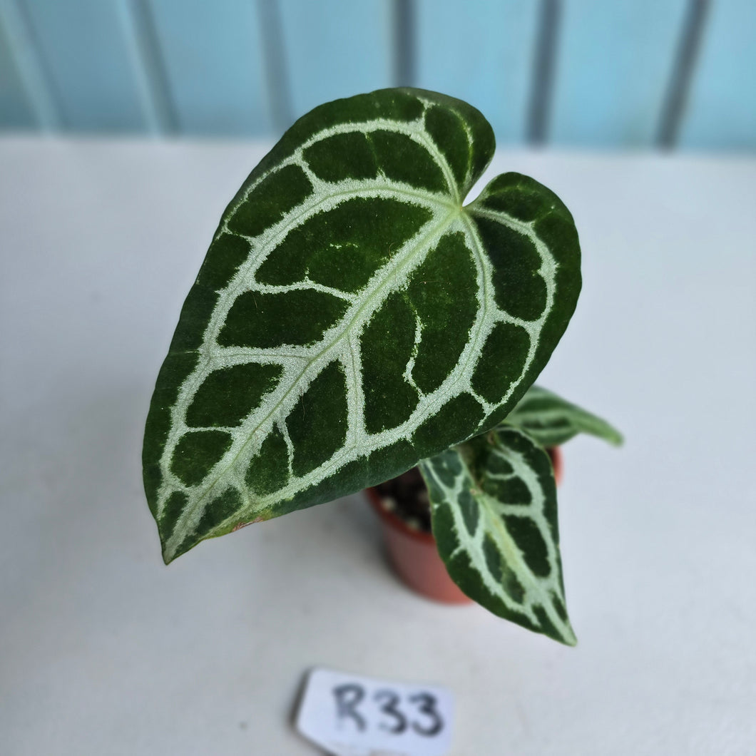 #R33 Anthurium Crystallinum x