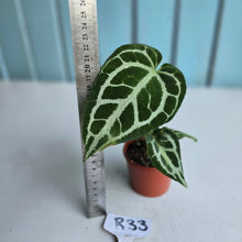 Load image into Gallery viewer, #R33 Anthurium Crystallinum x