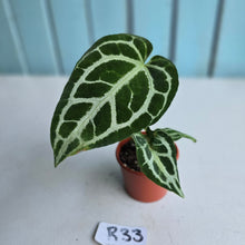 Load image into Gallery viewer, #R33 Anthurium Crystallinum x