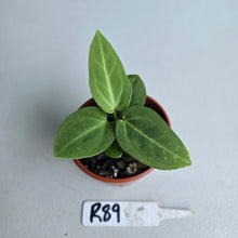 Load image into Gallery viewer, #R89 Two x Anthurium Villenaorum Seedlings - Possibly x&#39;d
