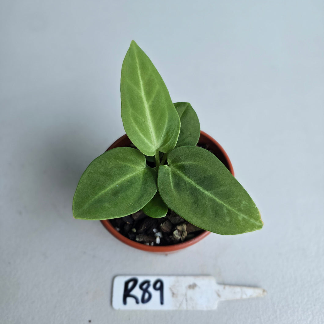 #R89 Two x Anthurium Villenaorum Seedlings - Possibly x'd