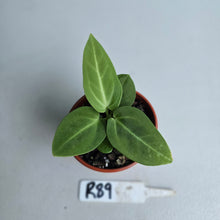 Load image into Gallery viewer, #R89 Two x Anthurium Villenaorum Seedlings - Possibly x&#39;d