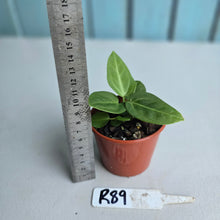 Load image into Gallery viewer, #R89 Two x Anthurium Villenaorum Seedlings - Possibly x&#39;d