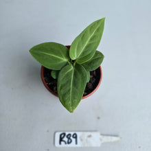 Load image into Gallery viewer, #R89 Two x Anthurium Villenaorum Seedlings - Possibly x&#39;d