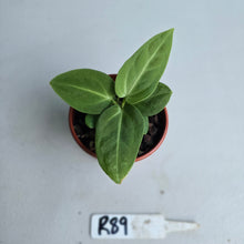 Load image into Gallery viewer, #R89 Two x Anthurium Villenaorum Seedlings - Possibly x&#39;d