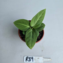Load image into Gallery viewer, #R89 Two x Anthurium Villenaorum Seedlings - Possibly x&#39;d