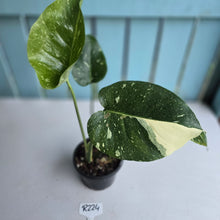 Load image into Gallery viewer, #R224 Monstera Thai Constellation