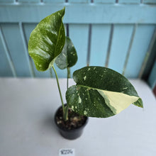 Load image into Gallery viewer, #R224 Monstera Thai Constellation