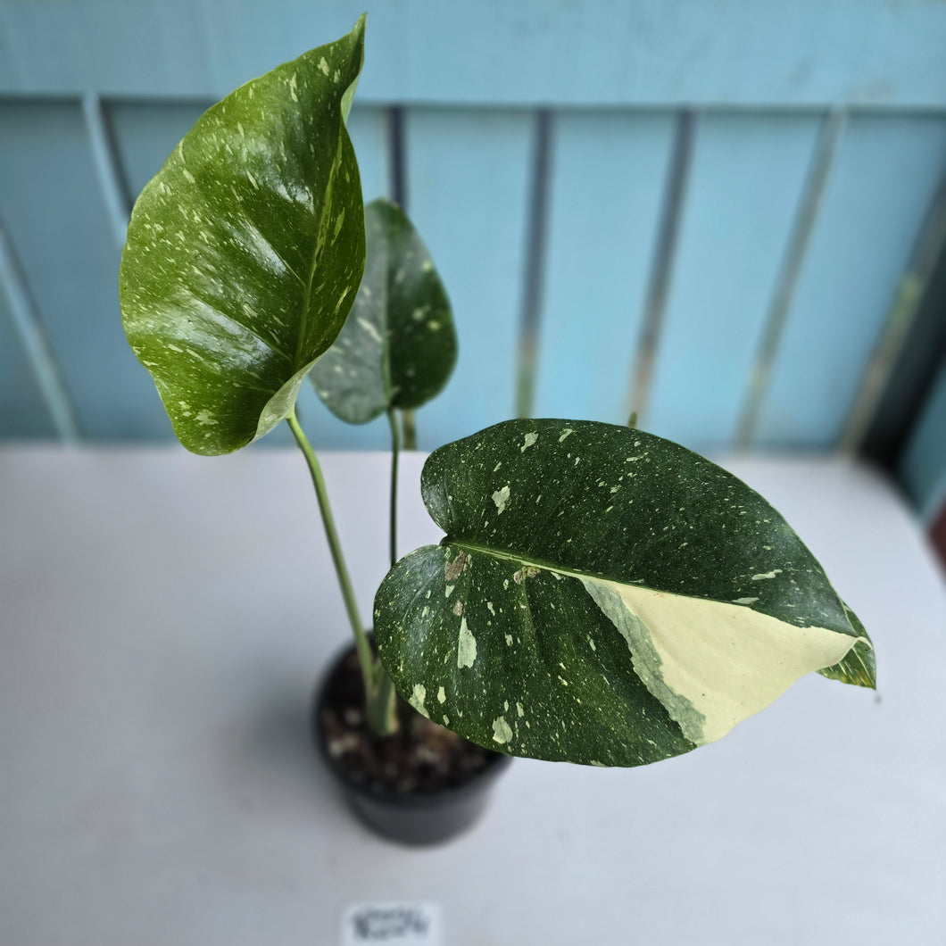 #R224 Monstera Thai Constellation