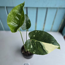 Load image into Gallery viewer, #R224 Monstera Thai Constellation