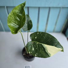 Load image into Gallery viewer, #R224 Monstera Thai Constellation