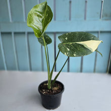 Load image into Gallery viewer, #R224 Monstera Thai Constellation