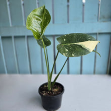 Load image into Gallery viewer, #R224 Monstera Thai Constellation