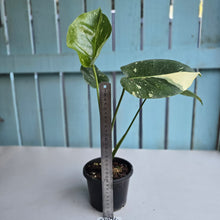 Load image into Gallery viewer, #R224 Monstera Thai Constellation