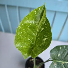 Load image into Gallery viewer, #R224 Monstera Thai Constellation