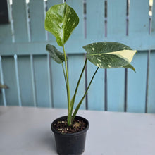 Load image into Gallery viewer, #R224 Monstera Thai Constellation