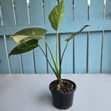 Load image into Gallery viewer, #R224 Monstera Thai Constellation