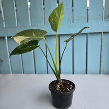 Load image into Gallery viewer, #R224 Monstera Thai Constellation