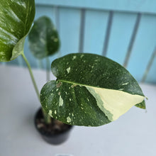 Load image into Gallery viewer, #R224 Monstera Thai Constellation
