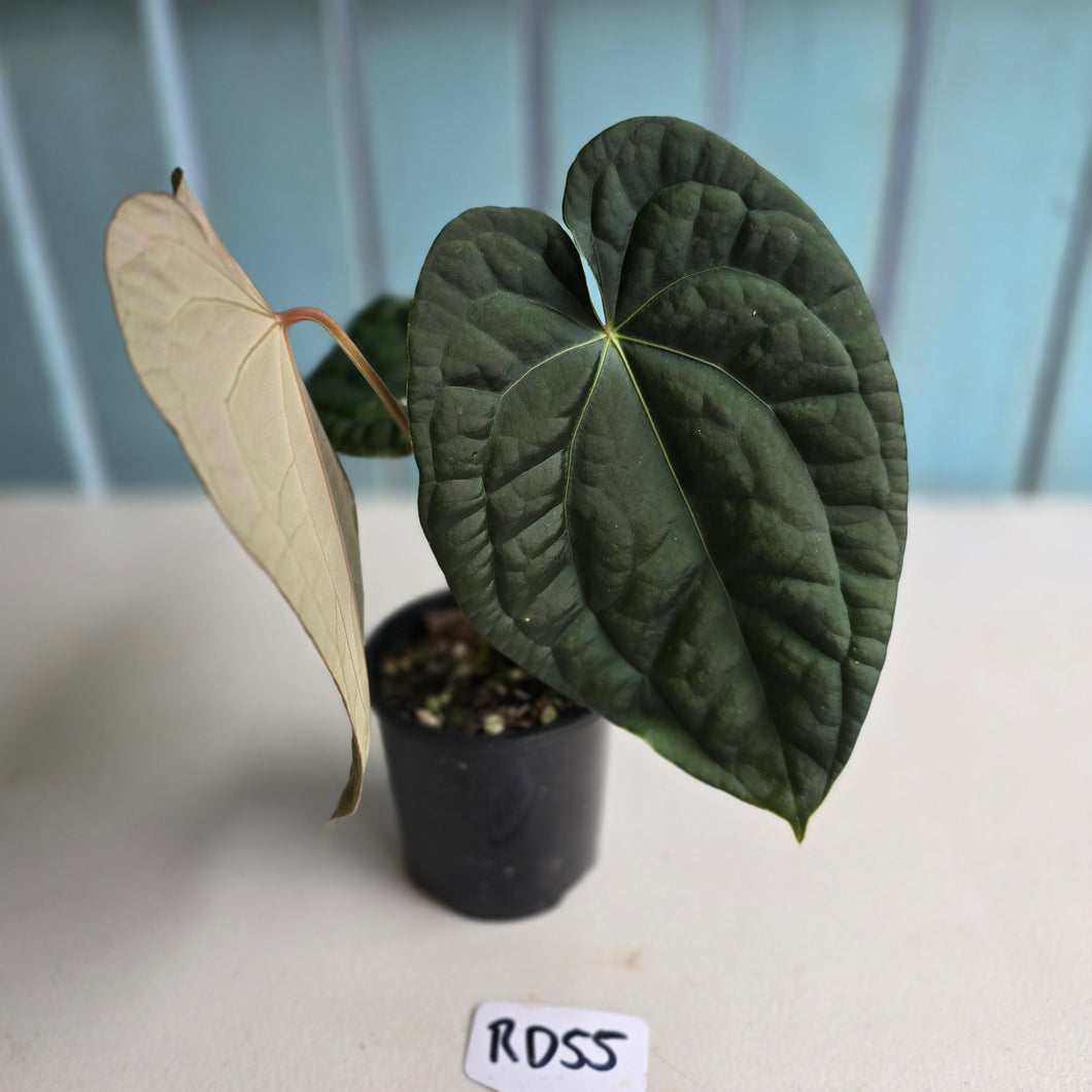 #RD55 Anthurium Dark Complex x Luxurians