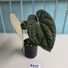 Load image into Gallery viewer, #RD55 Anthurium Dark Complex x Luxurians