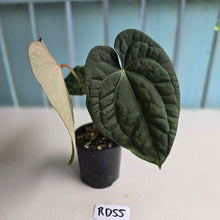 Load image into Gallery viewer, #RD55 Anthurium Dark Complex x Luxurians