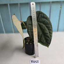 Load image into Gallery viewer, #RD55 Anthurium Dark Complex x Luxurians