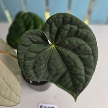 Load image into Gallery viewer, #RD55 Anthurium Dark Complex x Luxurians
